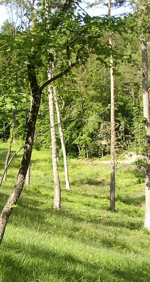 Wald Chilpen 06