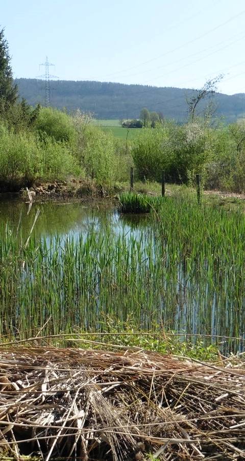 Weiher