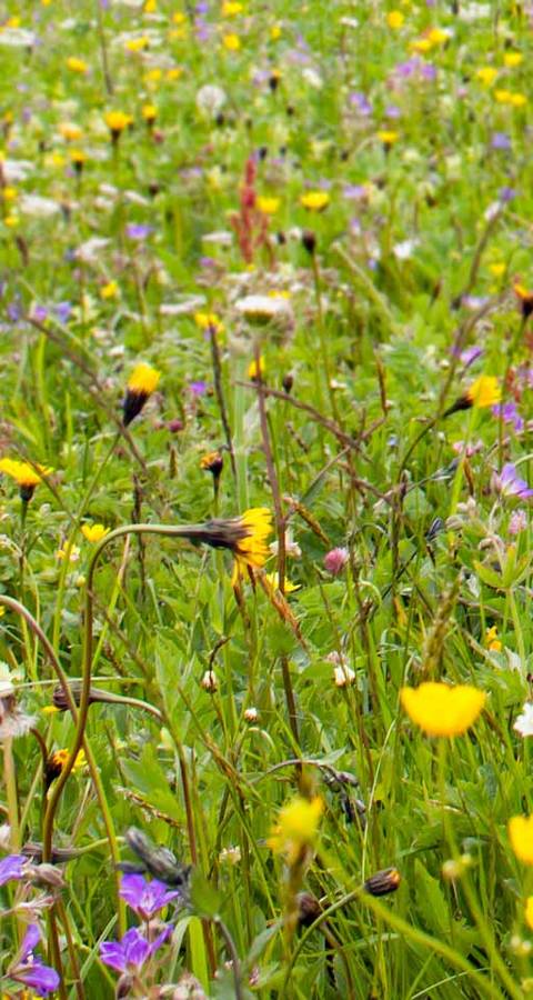 Blumenwiese