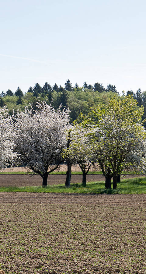 Hochstammbäume