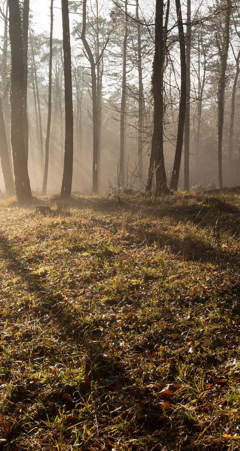 Aktion Spechte Naturschutz Wald