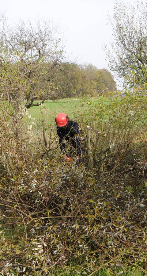 Am Naturschutztag werden u.a. Hecken gepflegt (Foto: Thomas Zumbrunn).