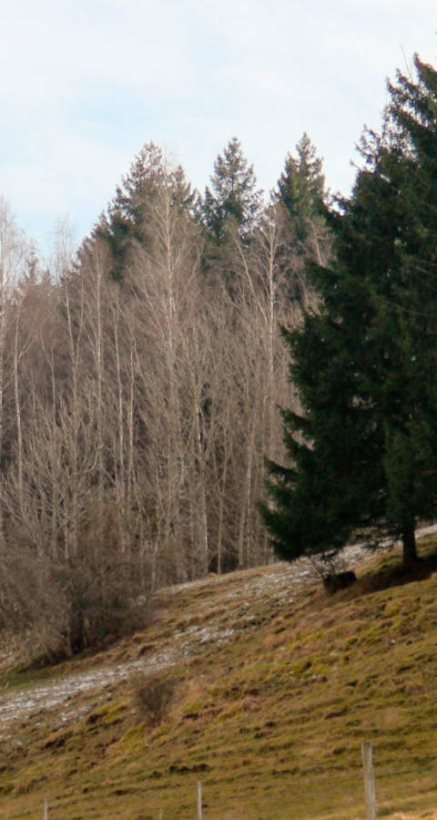 Waldrand Erzenbergrüttenen (Foto: Tabea Bischof)
