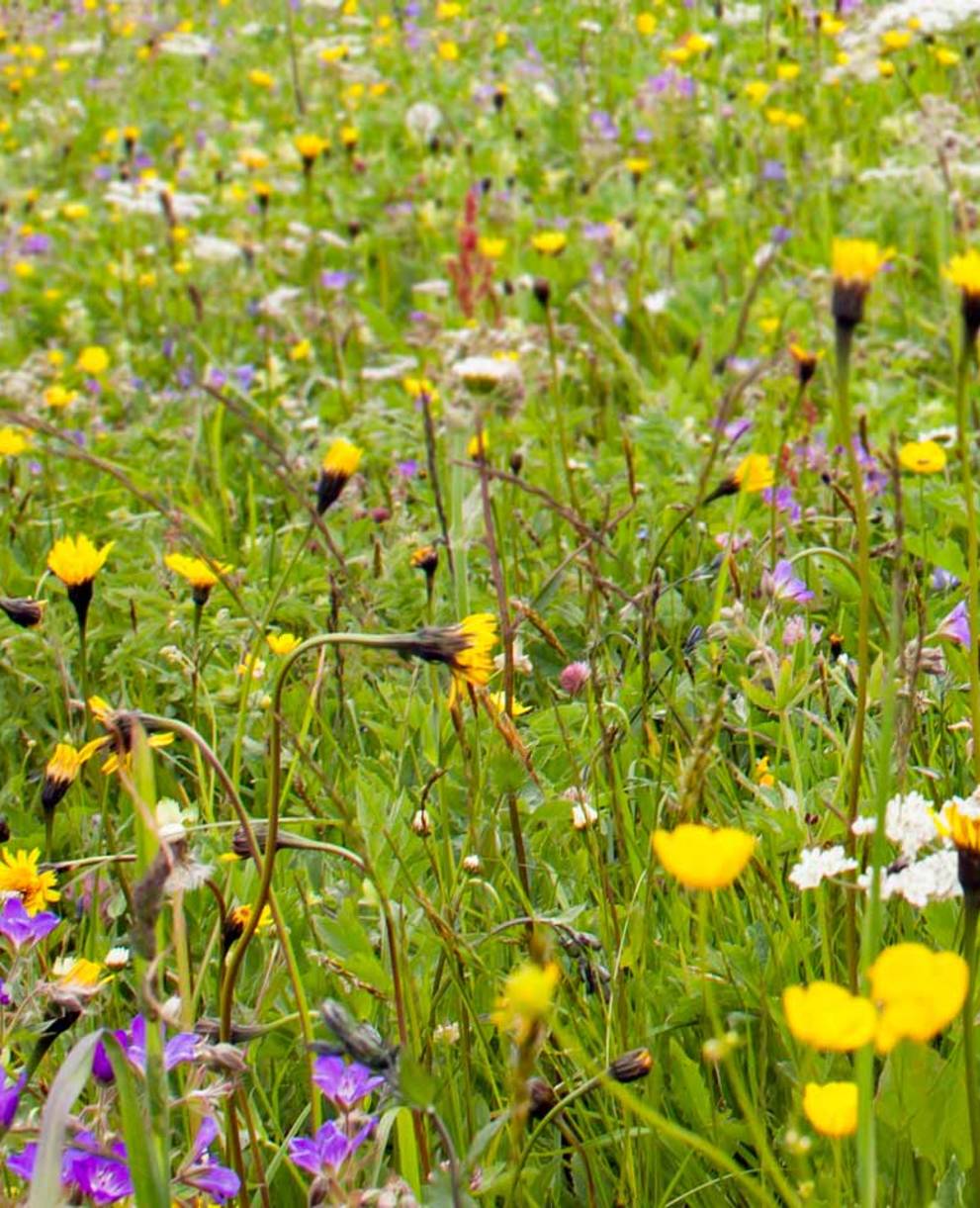 Blumenwiese