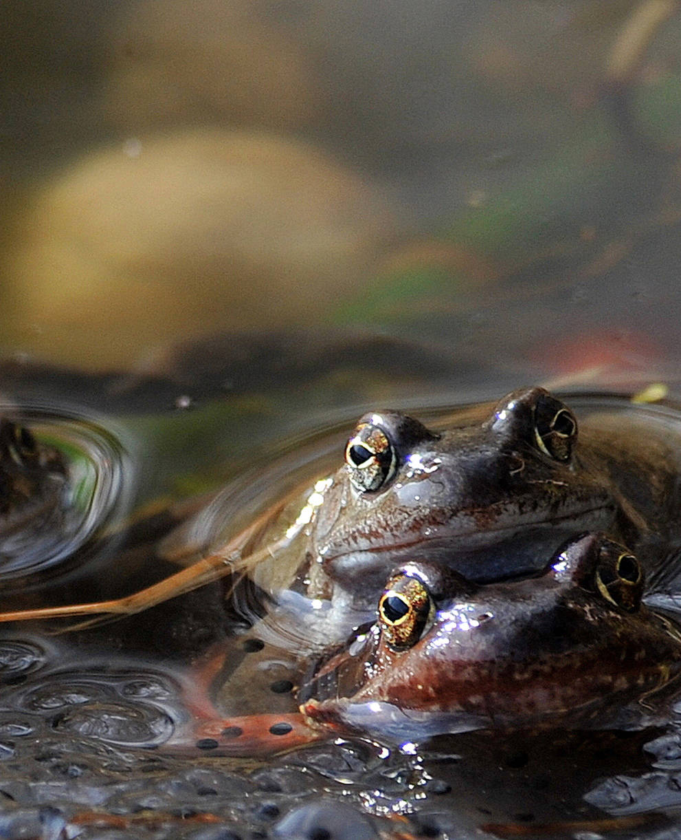 Grasfrosch