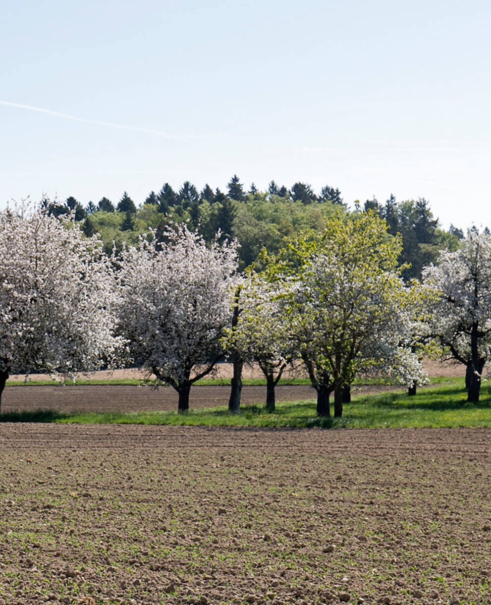 Hochstammbäume