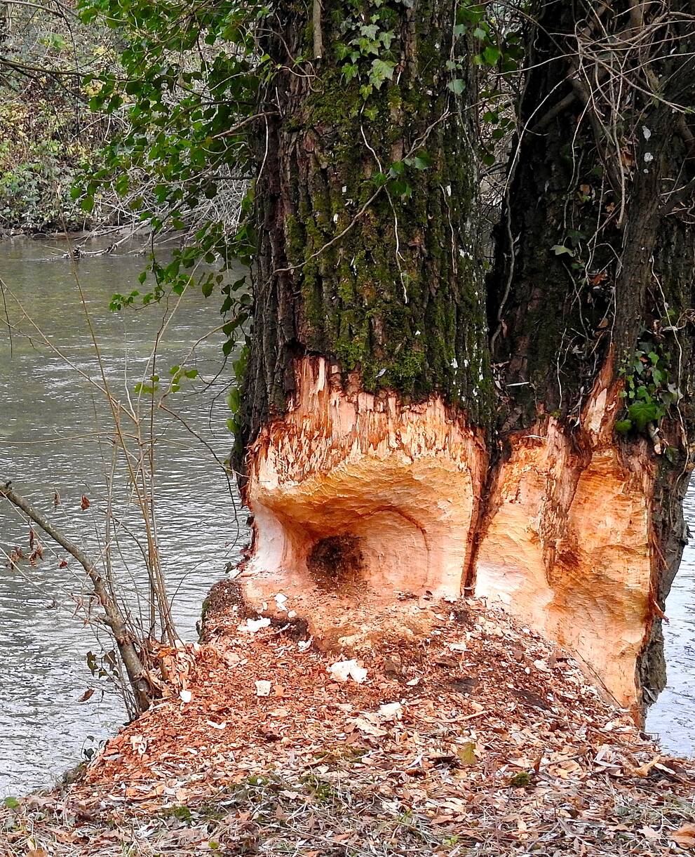 Biberspuren Reinacherheide