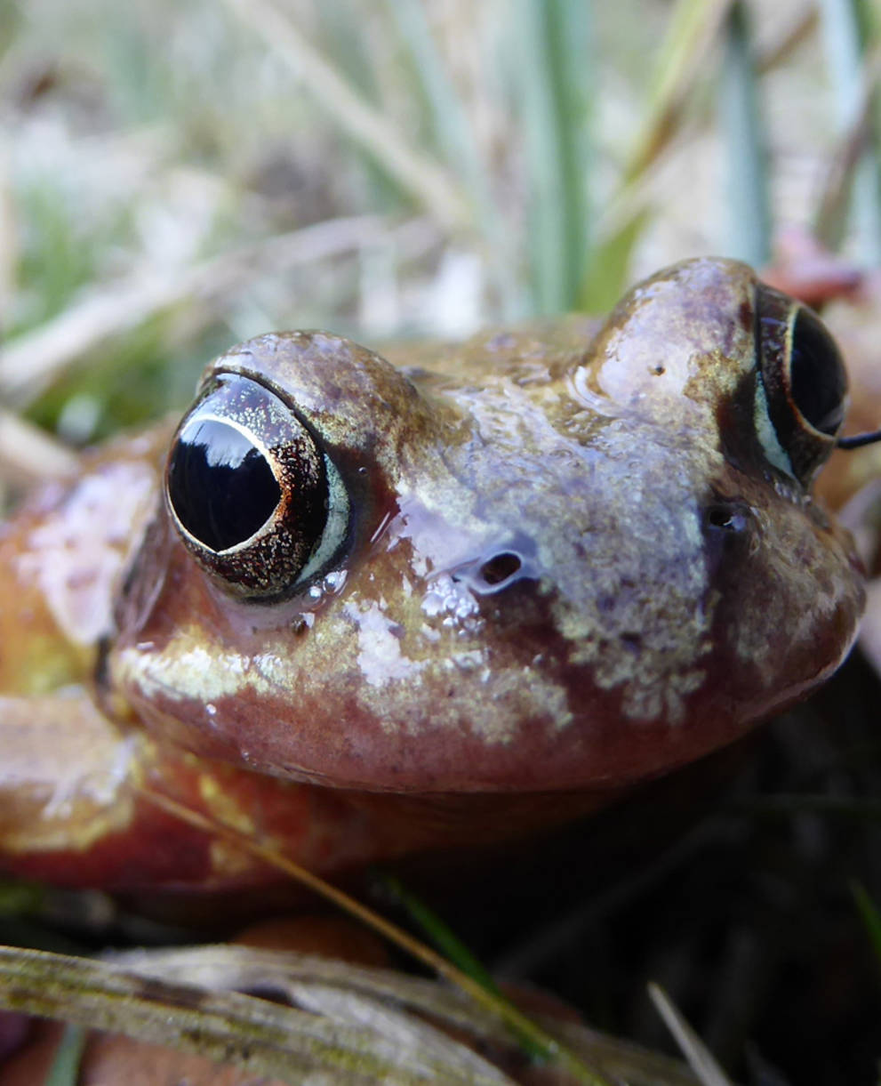 Grasfrosch Rana temporaria Copyright Stefan Grichting