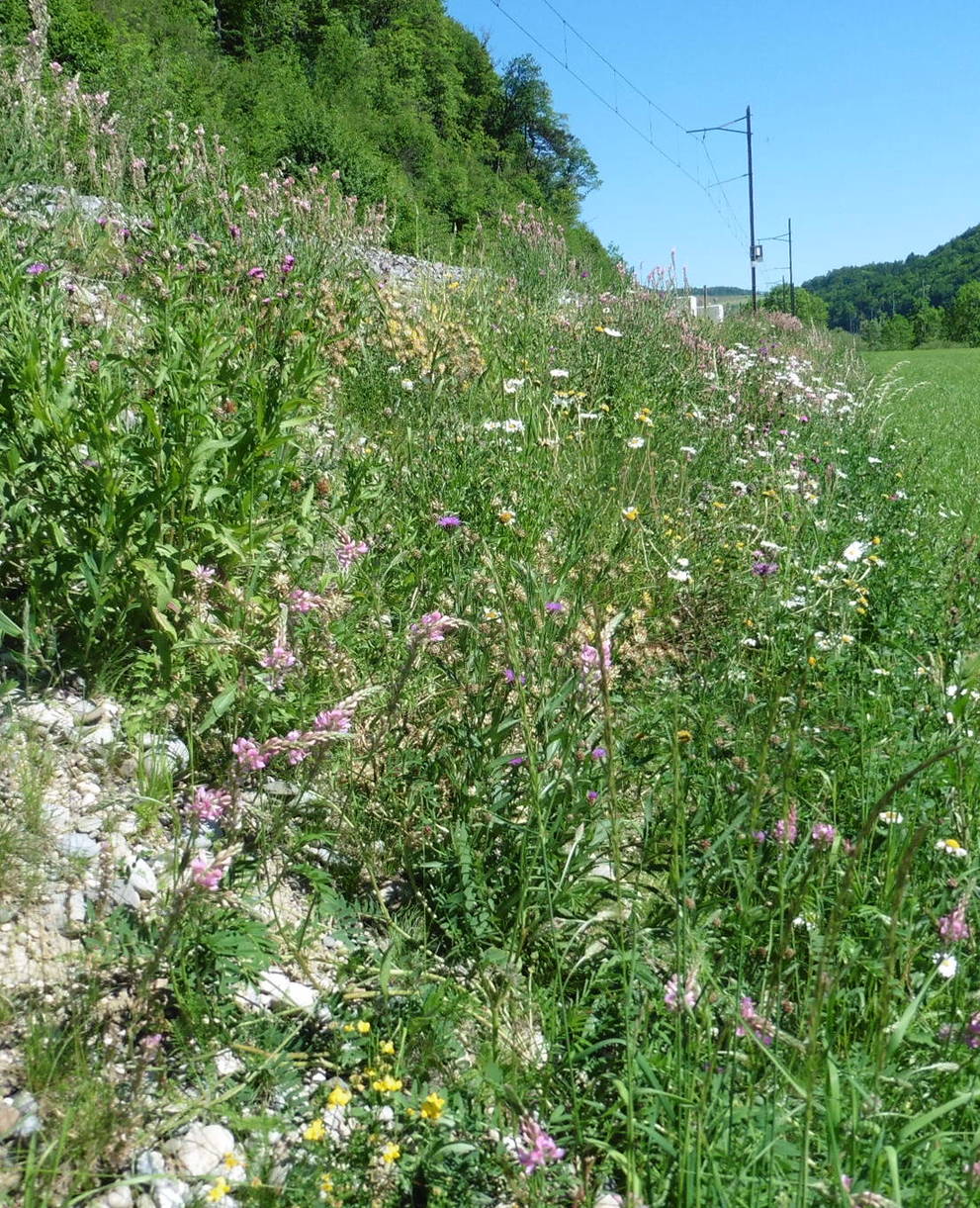 Böschung Waldenburgerbahn