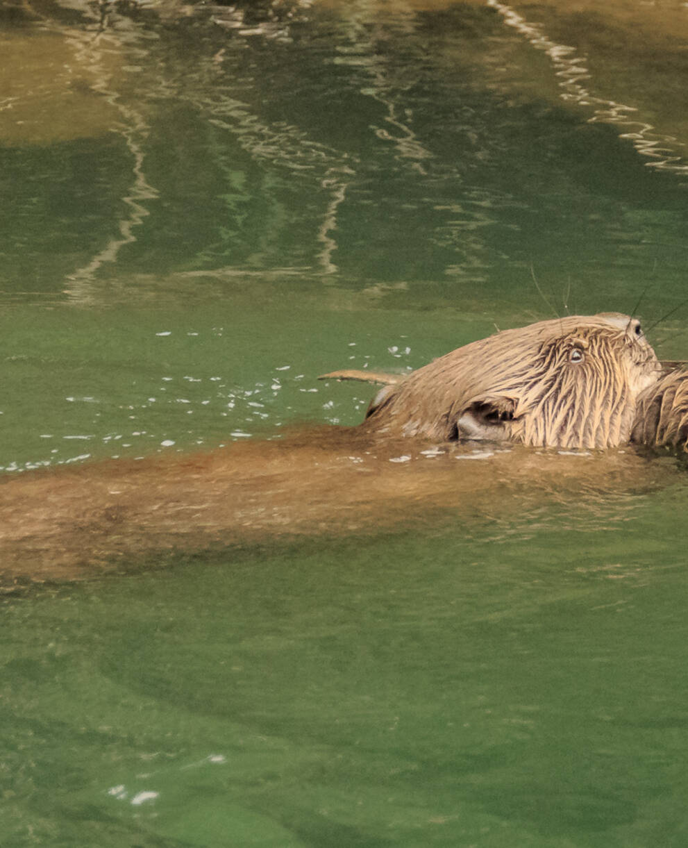 Exkursion Biber Münchenstein 