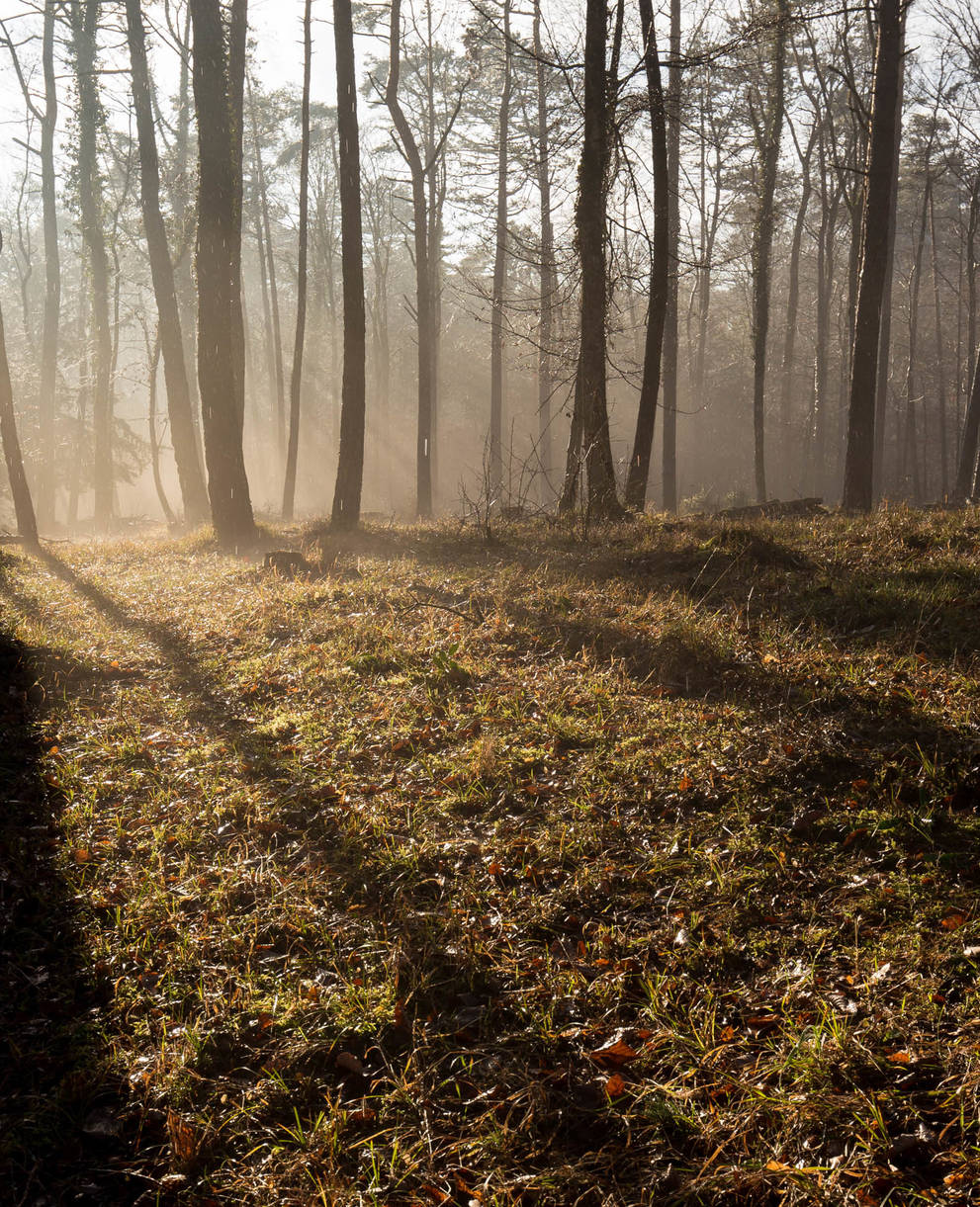 Aktion Spechte Naturschutz Wald