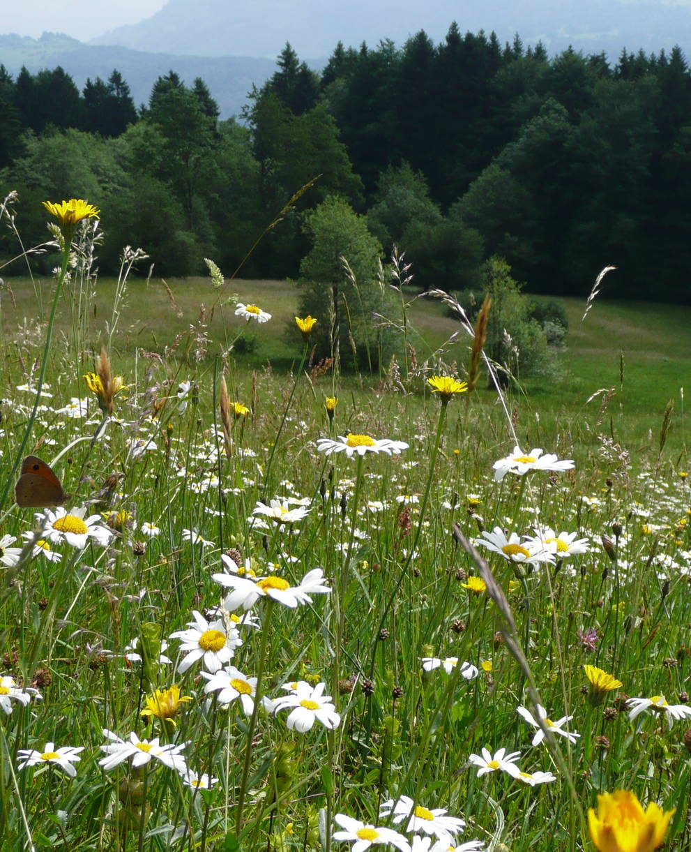 Fromentalwiese