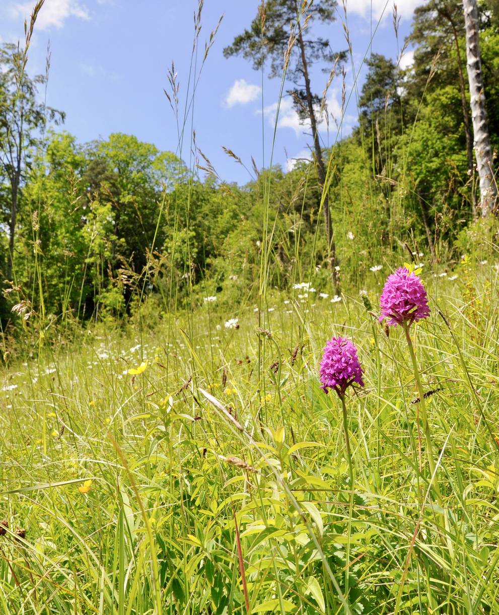 Waldmättli, Lauwil