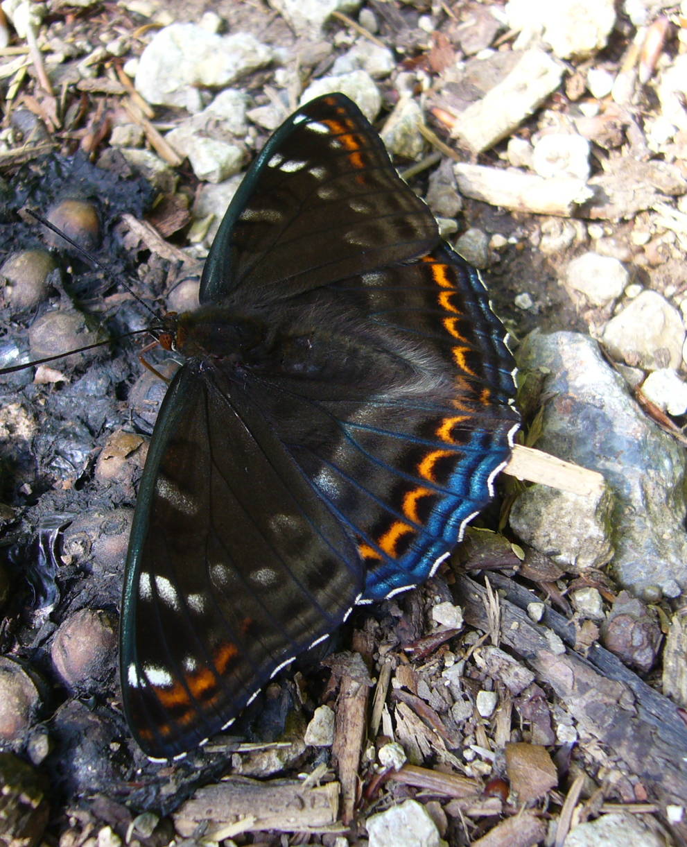 Grosser Schillerfalter, Josef Borer