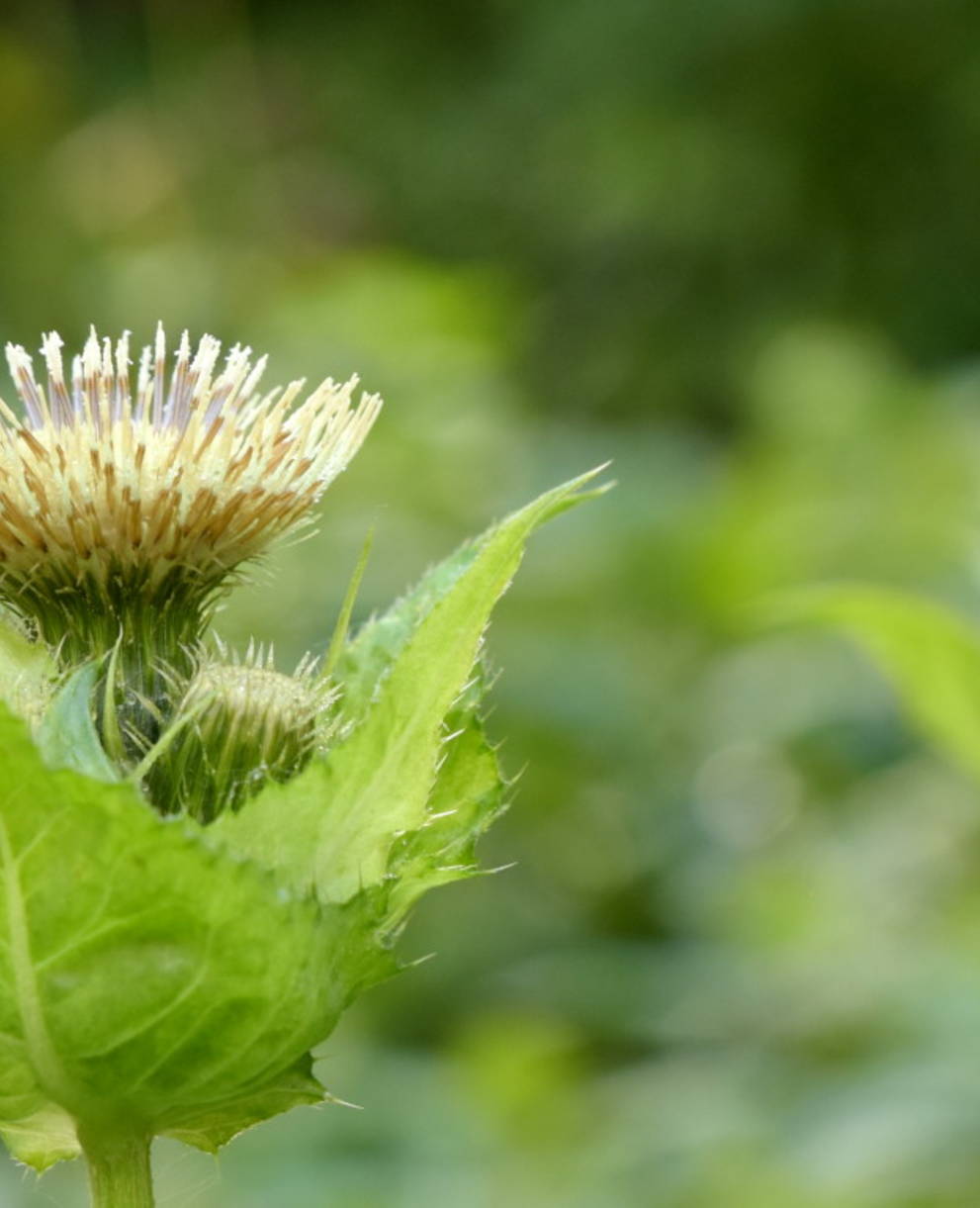 Taubenschwänzchen (Foto: Thomas Fabbro)