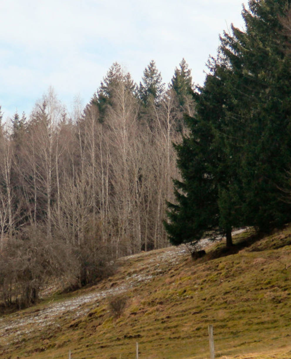 Waldrand Erzenbergrüttenen (Foto: Tabea Bischof)