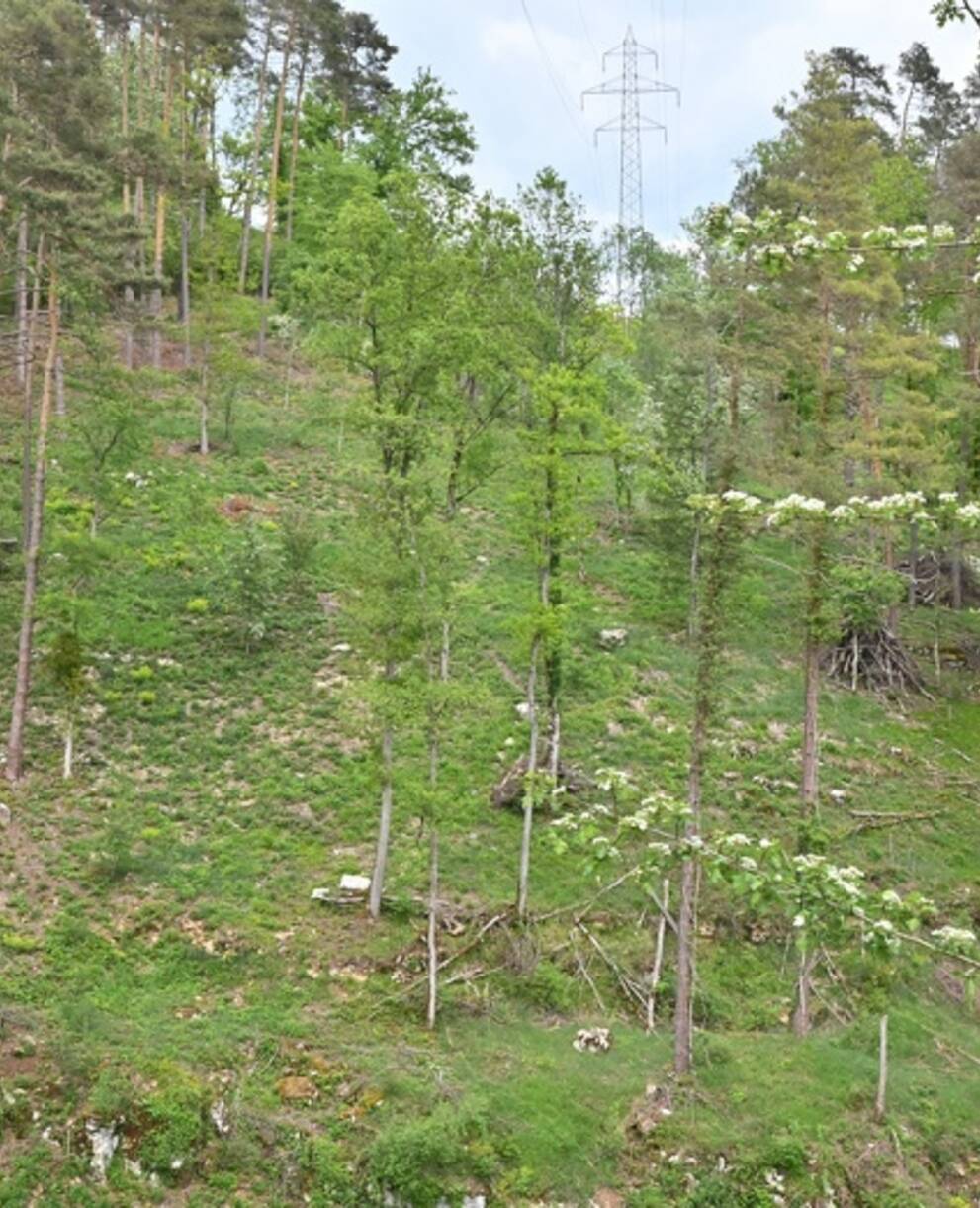 Stromtrasse Kleinlützel Mittlerer Brandel