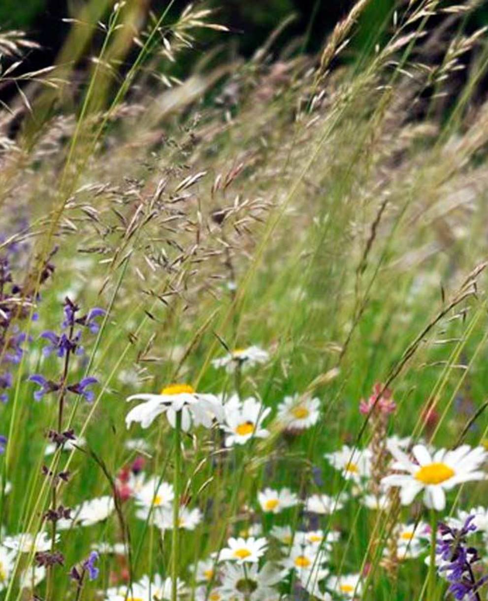 Blumenwiese