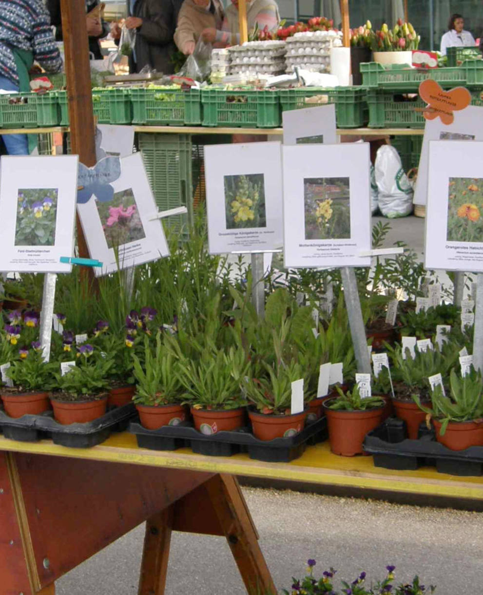 Wildpflanzen- und Kräutermarkt Reinach