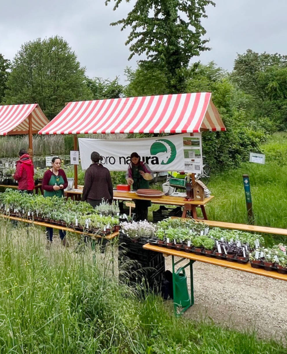 Wildpflanzen- und Kräutermarkt Birsfelden