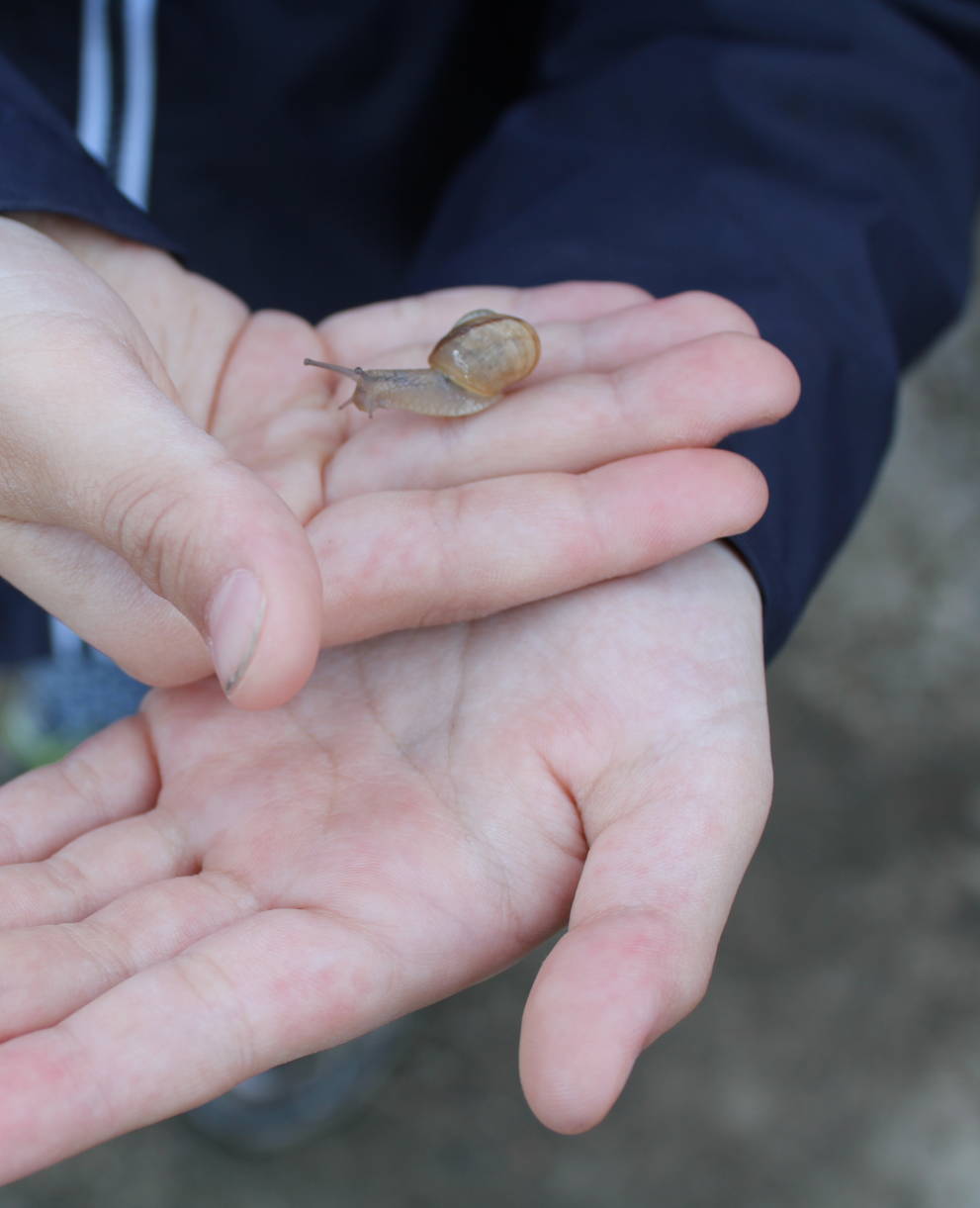 Schnecke auf Kinderhänden