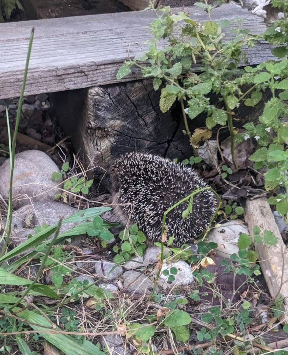 Igel im Garten