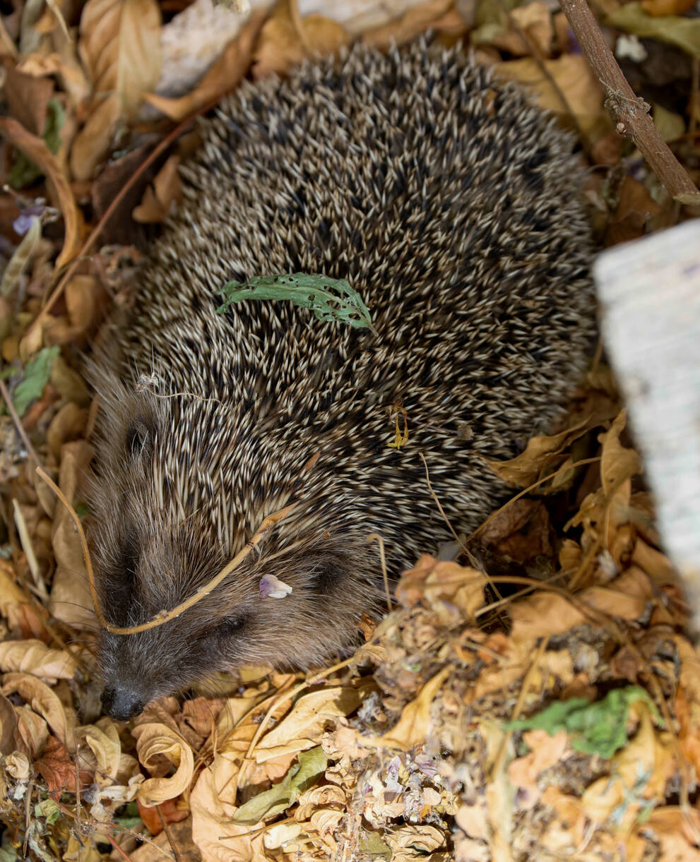 Igel