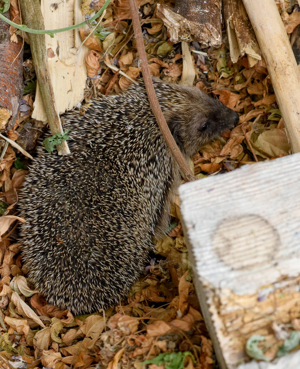 Igel 
