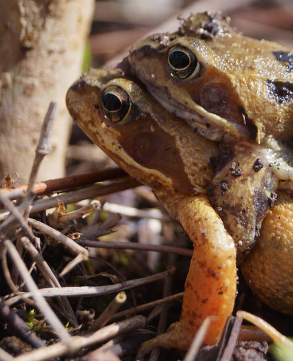 Grasfroschpärchen