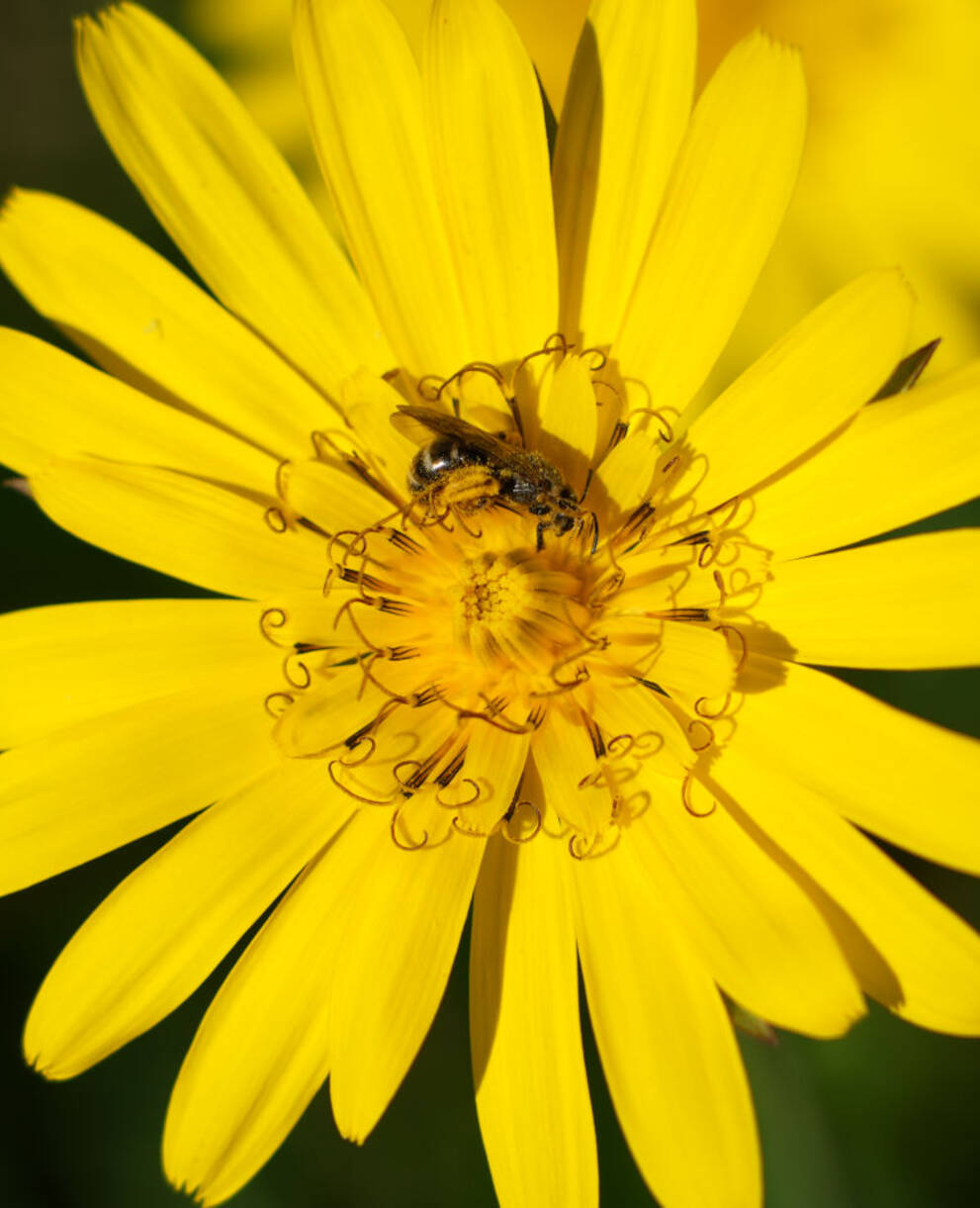 Wiesenbocksbart