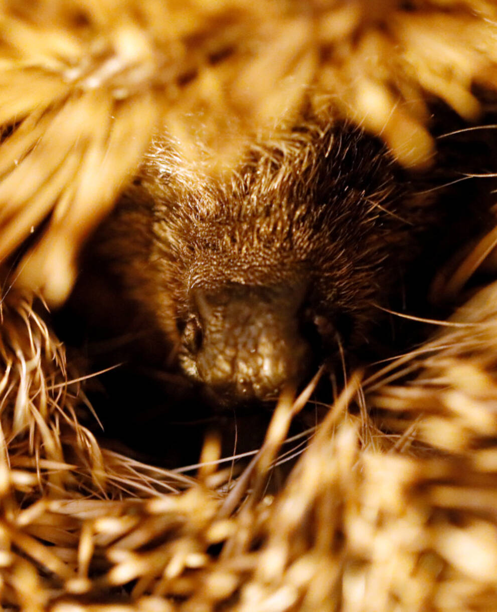 Aufgerollter Igel