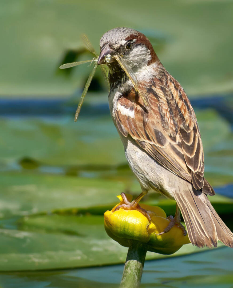 Haussperling auf Gelber Teichrose