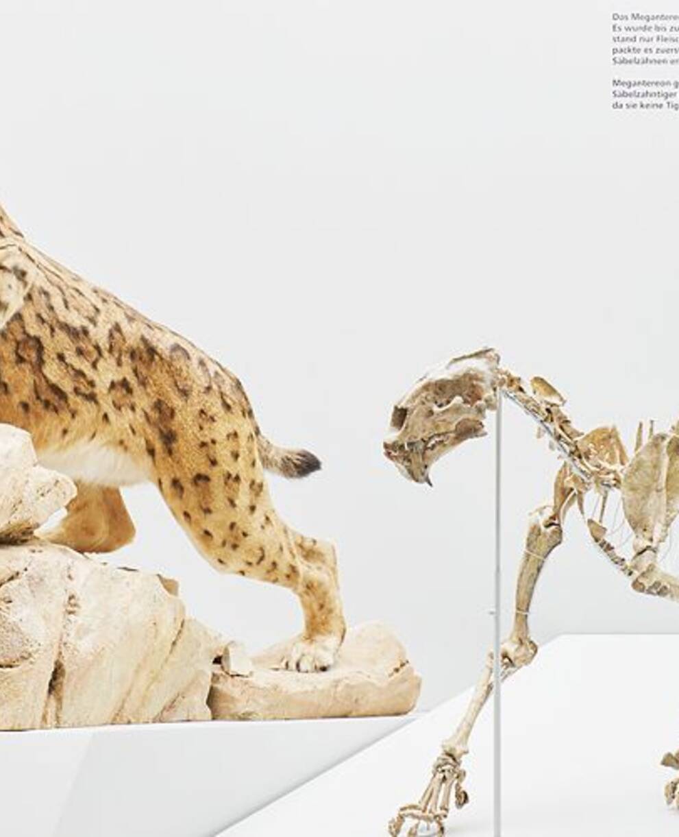 Naturhistorisches Museum Basel