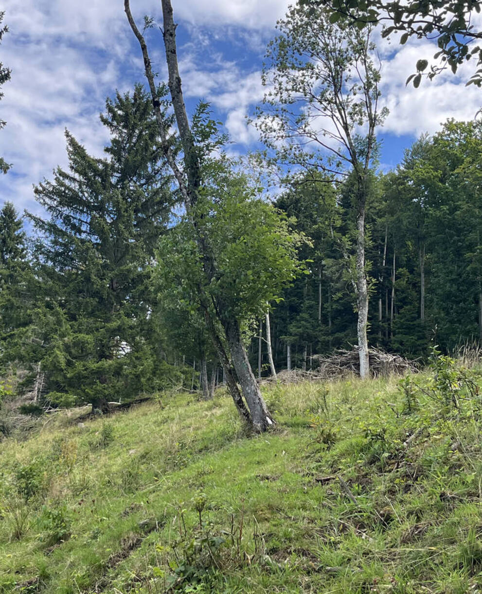Waldweide Erzenbergrütene