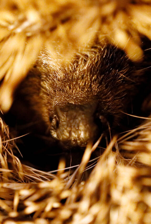 Aufgerollter Igel