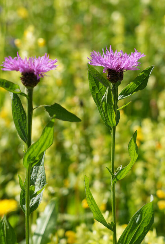 Wiesen-Flockenblumen