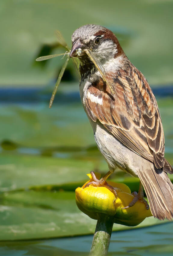 Haussperling auf Gelber Teichrose