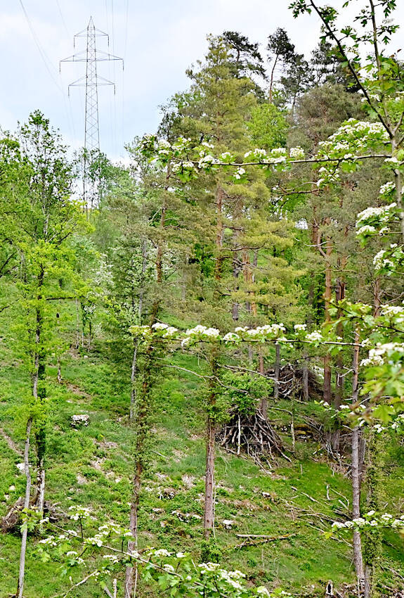 Stromtrasse bei Kleinlützel