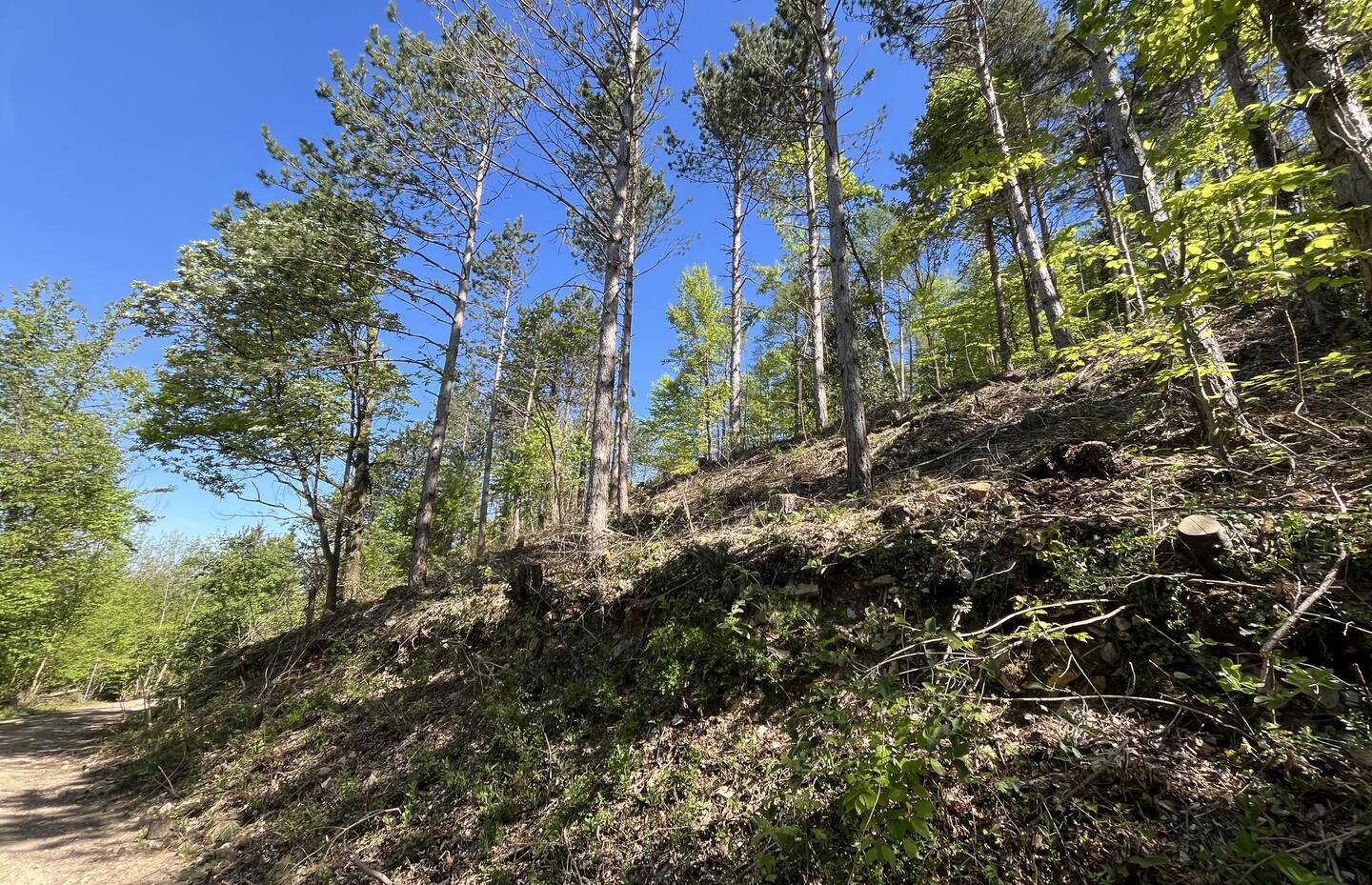 Nach der Auslichtung fällt viel Licht auf den Waldboden