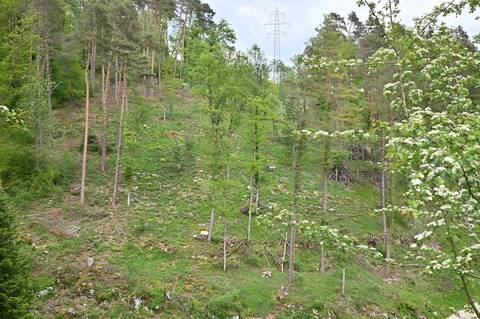 Stromtrasse Kleinlützel Mittlerer Brandel