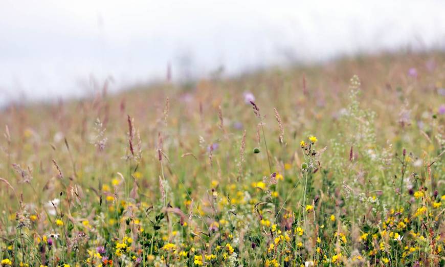 Blumenwiese