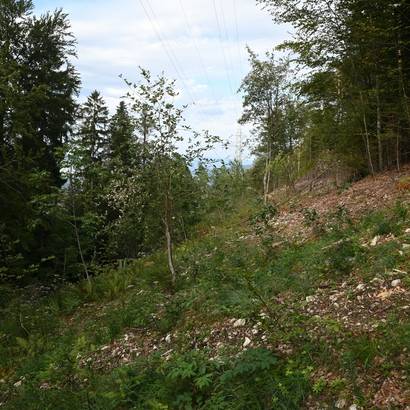 Stromtrasse Hofstetten BlauenNordhang