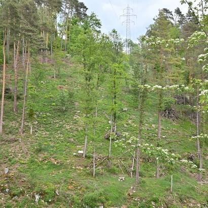 Stromtrasse Kleinlützel Mittlerer Brandel