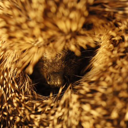 Igel