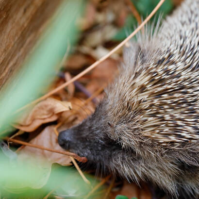 Igel